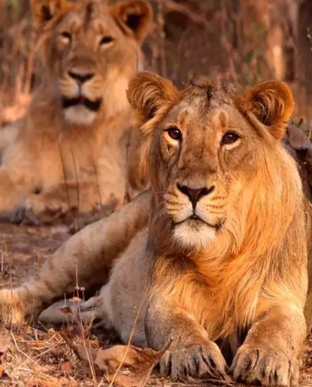 Gujarat  Wildlife Tour Packages